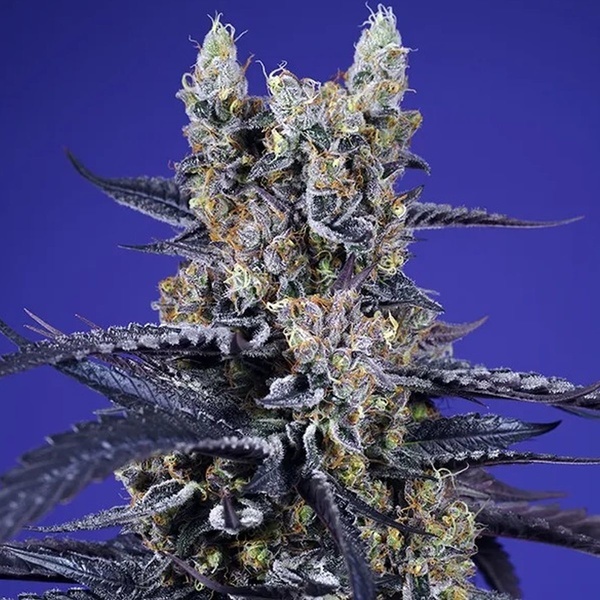 Super Boof XL Auto (Sweet Seeds) Femminizzata