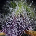 Super Boof XL Auto (Sweet Seeds) Femminizzata