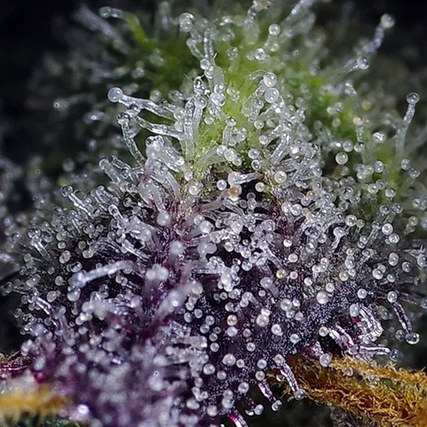 Super Boof XL Auto (Sweet Seeds) Femminizzata