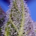 Permanent Marker XL Auto (Sweet Seeds) Femminizzata