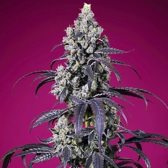 Tropicanna Cherry XL Auto (Sweet Seeds) Femminizzata