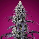 Tropicanna Cherry XL Auto (Sweet Seeds) Femminizzata