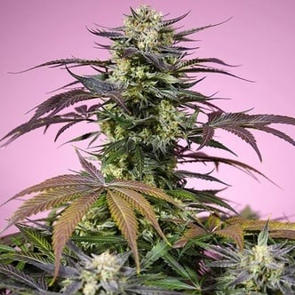 Gelonade (Sweet Seeds) Femminizzata