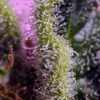 Gelonade (Sweet Seeds) Femminizzata
