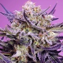 Pink Guava F1 Fast Version (Sweet Seeds) Femminizzata