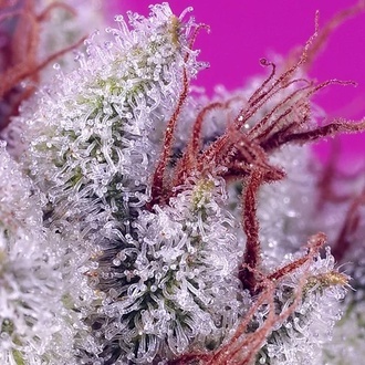 Pink Guava F1 Fast Version (Sweet Seeds) Femminizzata