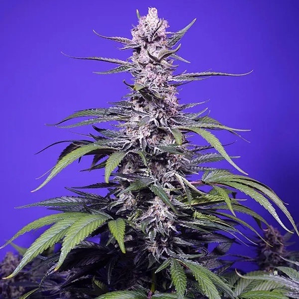 Delicious & Resinous Mix Auto (Sweet Seeds) Femminizzata