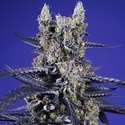 Delicious & Resinous Mix Auto (Sweet Seeds) Femminizzata