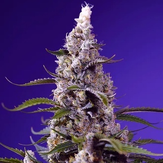 American Pie Mix (Sweet Seeds) Femminizzata