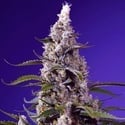 American Pie Mix (Sweet Seeds) Femminizzata
