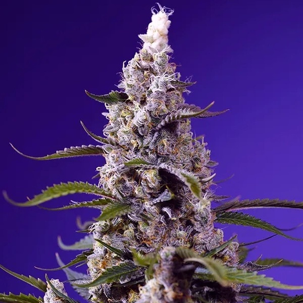 American Pie Mix (Sweet Seeds) Femminizzata