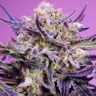 Terp Explosion Mix (Sweet Seeds) Femminizzata