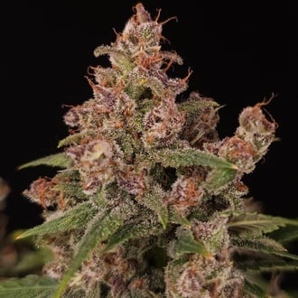 Banana Purple Auto (Paradise Seeds) Femminizzata