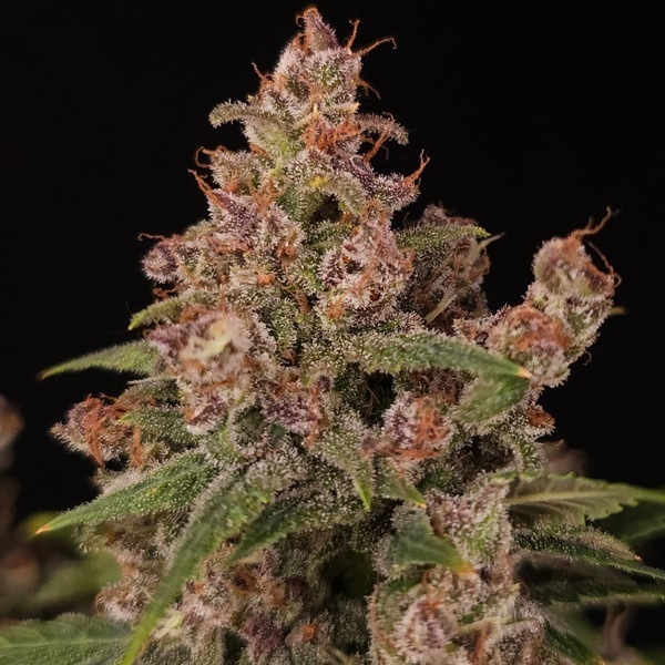 Banana Purple Auto (Paradise Seeds) Femminizzata