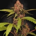 Banana Purple Auto (Paradise Seeds) Femminizzata