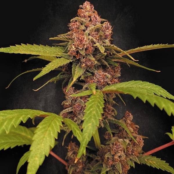 Banana Purple Auto (Paradise Seeds) Femminizzata