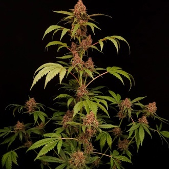 Banana Purple Auto (Paradise Seeds) Femminizzata