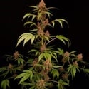 Banana Purple Auto (Paradise Seeds) Femminizzata