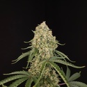 Tropical Fruit Cake (Paradise Seeds) Femminizzata
