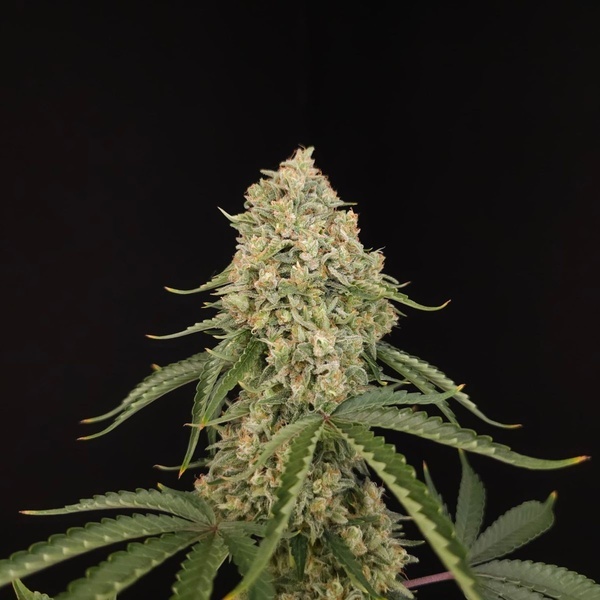 Tropical Fruit Cake (Paradise Seeds) Femminizzata