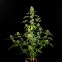 Tropical Fruit Cake (Paradise Seeds) Femminizzata