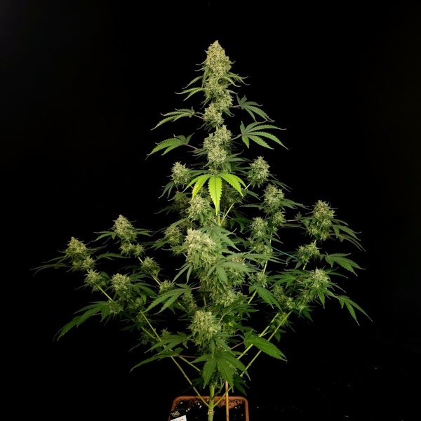 Tropical Fruit Cake (Paradise Seeds) Femminizzata