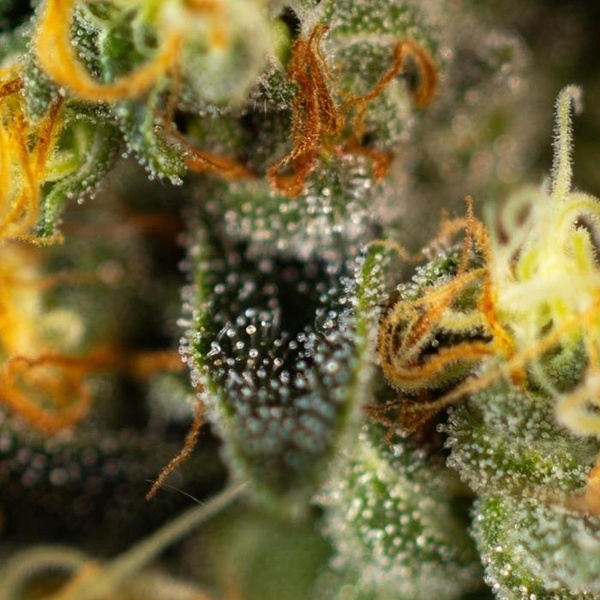 Tropical Fruit Cake (Paradise Seeds) Femminizzata