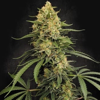 Zesty Bliss (Paradise Seeds) Femminizzata