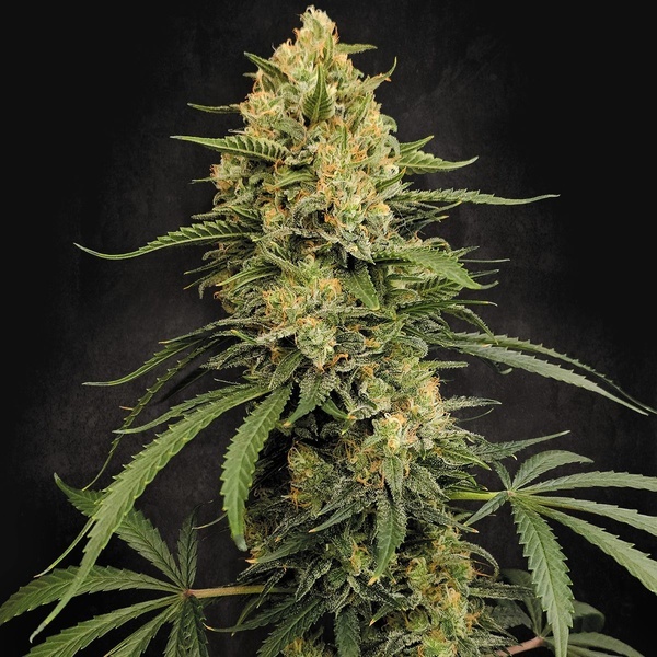 Zesty Bliss (Paradise Seeds) Femminizzata