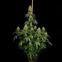 Zesty Bliss (Paradise Seeds) Femminizzata