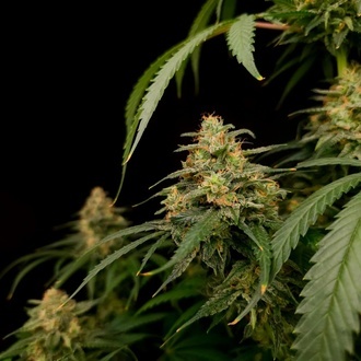 Zesty Bliss (Paradise Seeds) Femminizzata