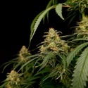 Zesty Bliss (Paradise Seeds) Femminizzata