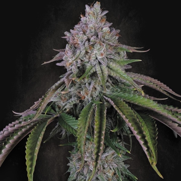 Velvet Mist (Paradise Seeds) Femminizzata