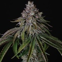 Velvet Mist (Paradise Seeds) Femminizzata