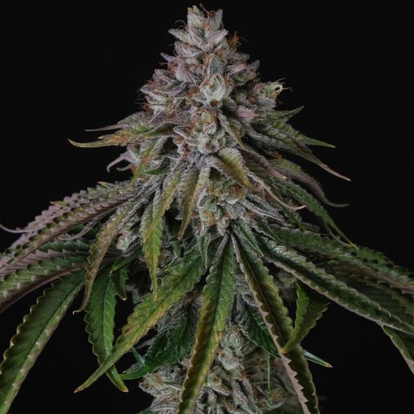 Velvet Mist (Paradise Seeds) Femminizzata