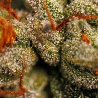 Velvet Mist (Paradise Seeds) Femminizzata