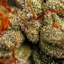 Velvet Mist (Paradise Seeds) Femminizzata