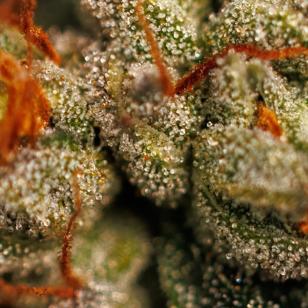 Velvet Mist (Paradise Seeds) Femminizzata
