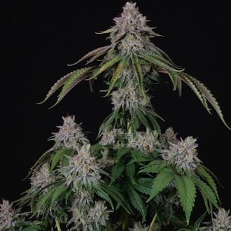 Velvet Mist (Paradise Seeds) Femminizzata
