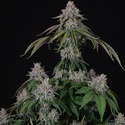 Velvet Mist (Paradise Seeds) Femminizzata