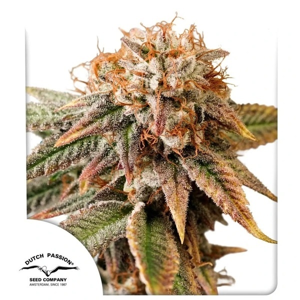 Auto Kingston Punch (Dutch Passion) Femminizzata