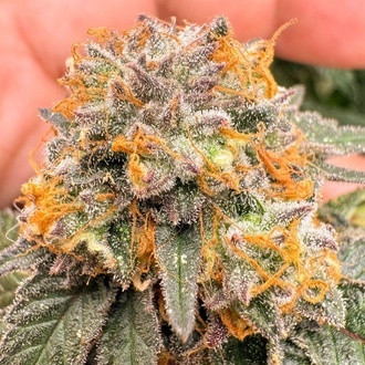 Auto Kingston Punch (Dutch Passion) Femminizzata