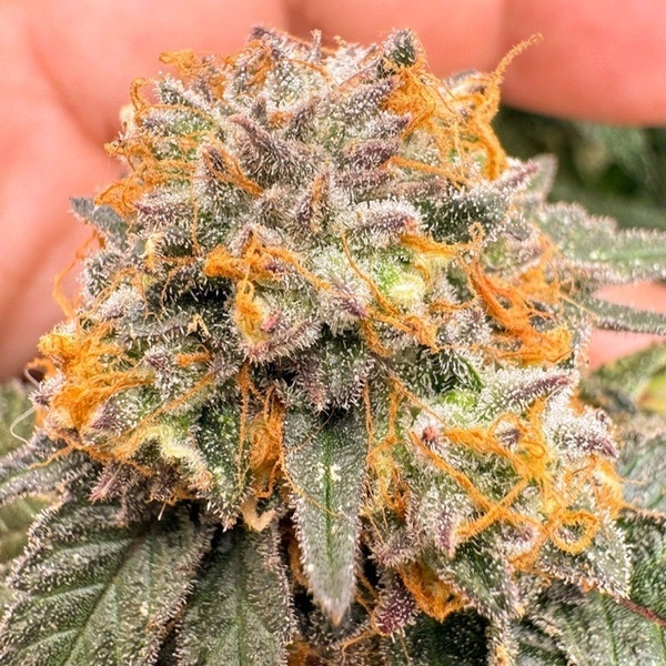 Auto Kingston Punch (Dutch Passion) Femminizzata