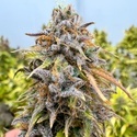 Auto Kingston Punch (Dutch Passion) Femminizzata