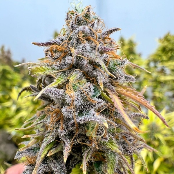 Auto Kingston Punch (Dutch Passion) Femminizzata