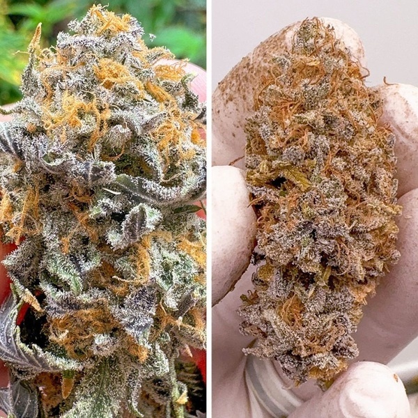 Auto Kingston Punch (Dutch Passion) Femminizzata