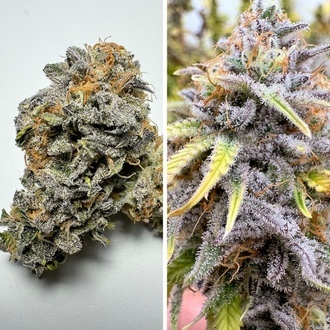 Auto Kingston Punch (Dutch Passion) Femminizzata