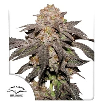 Kingston Punch (Dutch Passion) Femminizzata