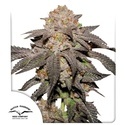 Kingston Punch (Dutch Passion) Femminizzata