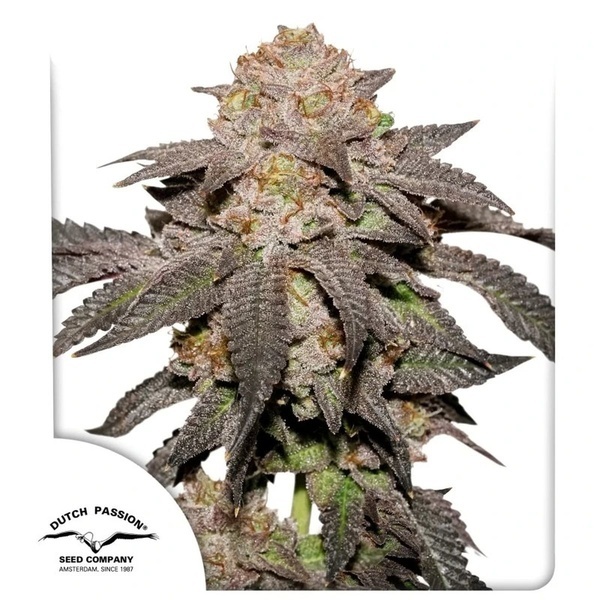 Kingston Punch (Dutch Passion) Femminizzata